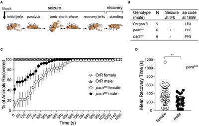 Drosophila parabss Flies as a Screening Model for Traditional Medicine: Anticonvulsant Effects of Annona senegalensis